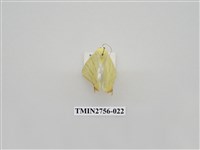 藏品(尺蛾325)的圖片